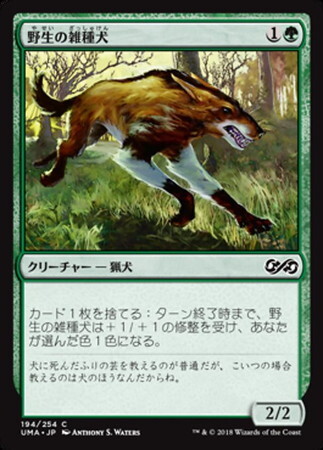 (UMA)野生の雑種犬(F)/WILD MONGREL