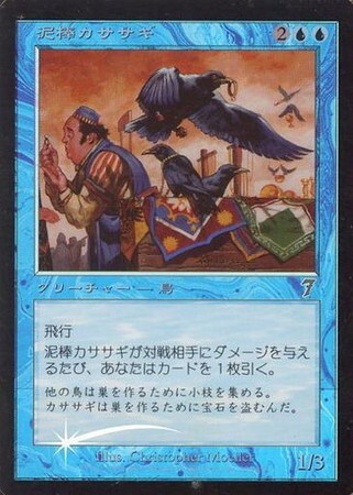 (7ED)泥棒カササギ(F)/THIEVING MAGPIE