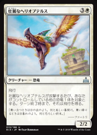 (RIX)壮麗なヘリオプテルス(F)/MAJESTIC HELIOPTERUS