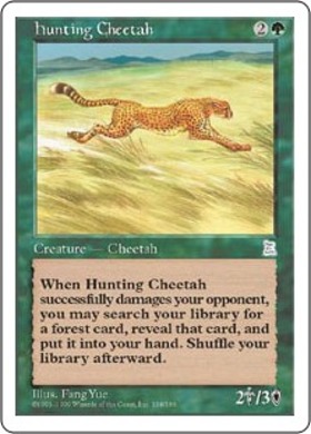 (PTK)Hunting Cheetah/狩りをする豹