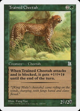 (PTK)Trained Cheetah/訓練された豹