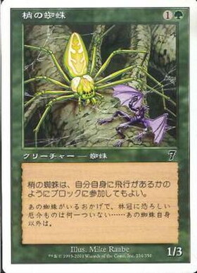(7ED)梢の蜘蛛/CANOPY SPIDER