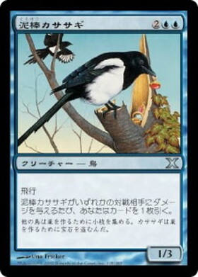 (10E)泥棒カササギ(F)/THIEVING MAGPIE