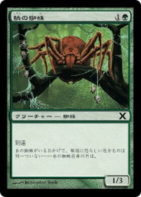 (10E)梢の蜘蛛(F)/CANOPY SPIDER
