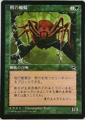 (TMP)梢の蜘蛛/CANOPY SPIDER